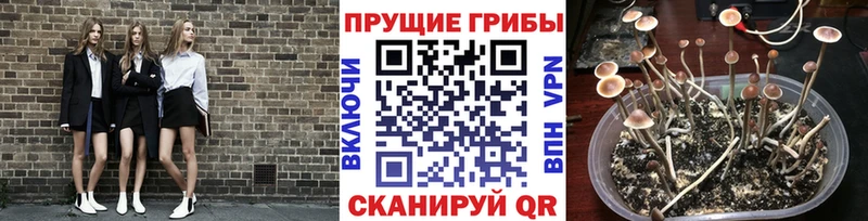 Купить закладки  Череповец  Псилоцибиновые грибы ЛСД 